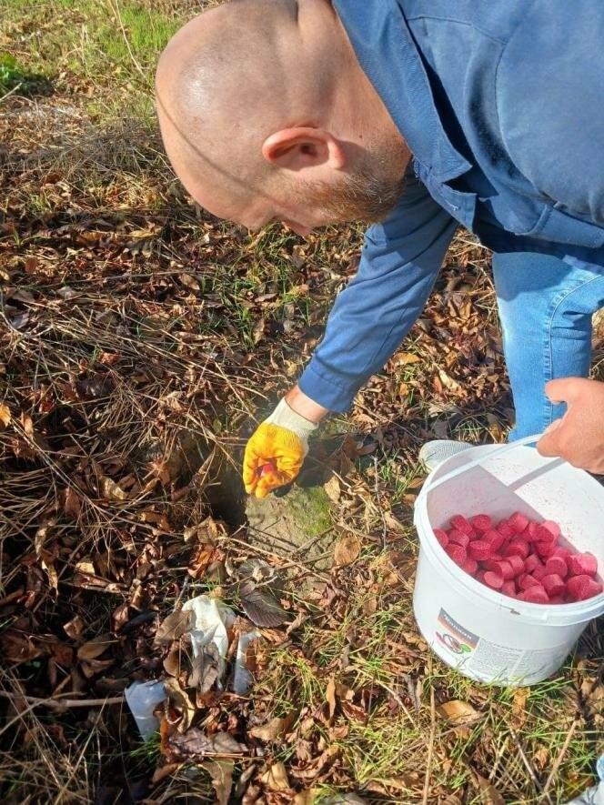 В Запорожье травят грызунов: объясняем, как это происходит