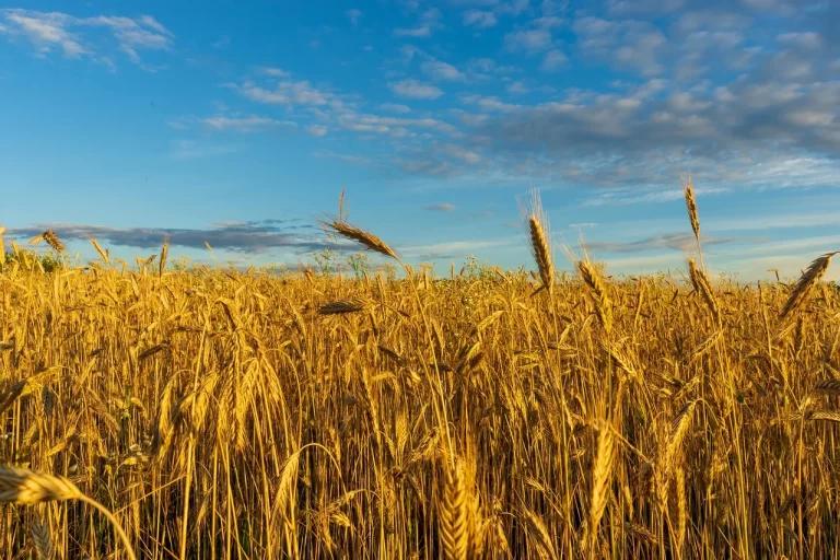 Окупанти перетворюють родючу землю у Запорізькій області на мінні поля