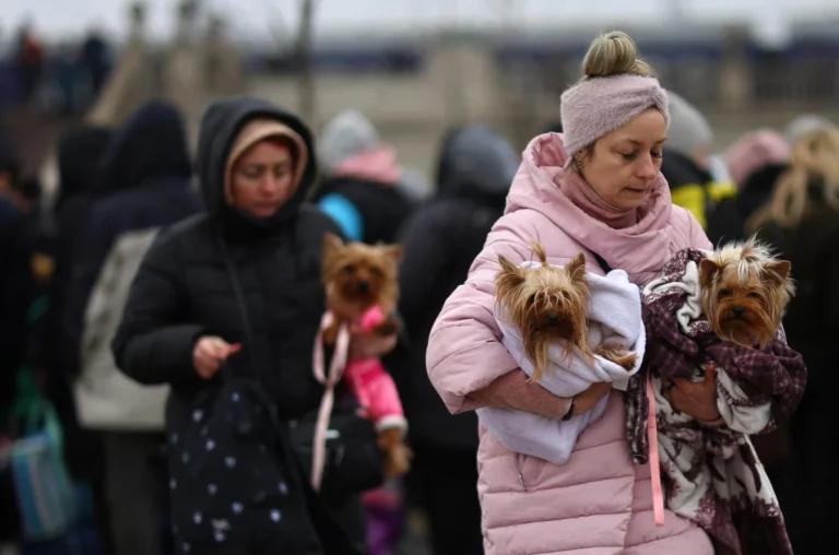 Запоріжцям дозволили брати з собою в укриття тварин