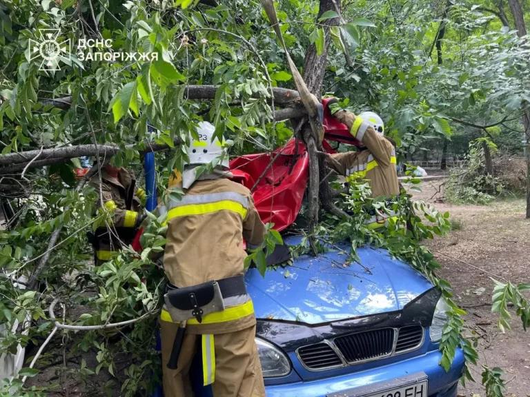 В Запорожье аварийное дерево упало на машину (ФОТО)