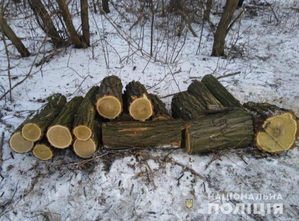 v-zaporozhe-politsiya-obnaruzhila-nezakonnuyu-vyrubku-derevev