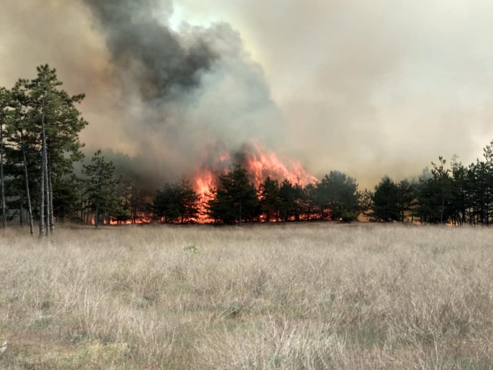 V Energodare pozharnyye likvidirovali pozhar na territorii lesnichestva (FOTOREPORTAZH)