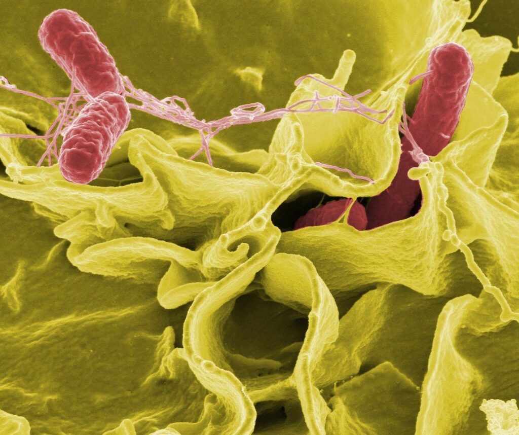 sal'monellez bakteriya virus sal'monella