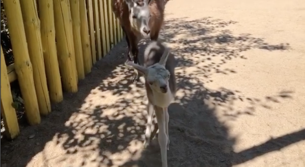 V Berdyanskom zooparke rodilas' lama (VIDEO)