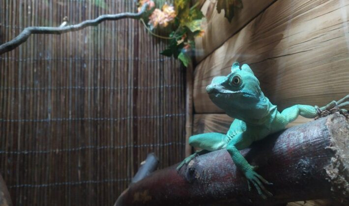 V berdyanskom zooparke "Safari" otkrylsya terrarium (FOTO)