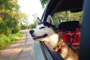 В Запорожской области для полтысячи животных выдали разрешение на перевозку заграницу 