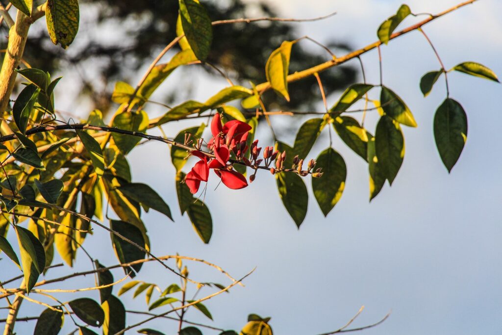 sun weather summer autumn branch leaf green