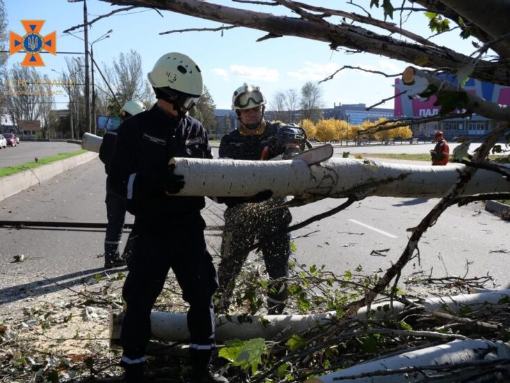 Через пориви вітру в Запоріжжі на дорогу впало дерево (ФОТО)