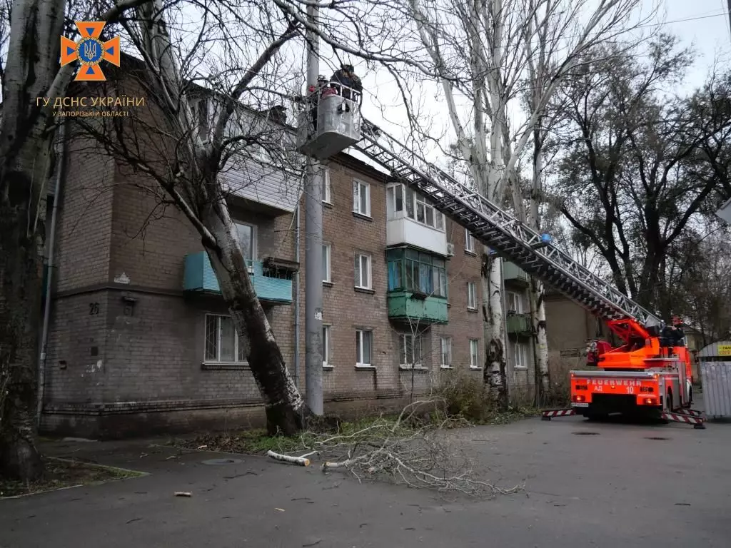 Аварійне дерево у Запоріжжі