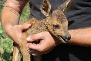 На Хортиці врятували козулю під час пожежі (ФОТО)