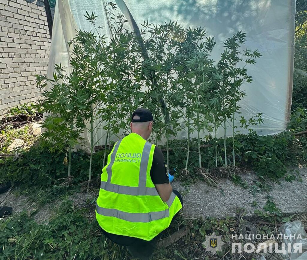 Мешканець Запорізького району вирощував канабіс