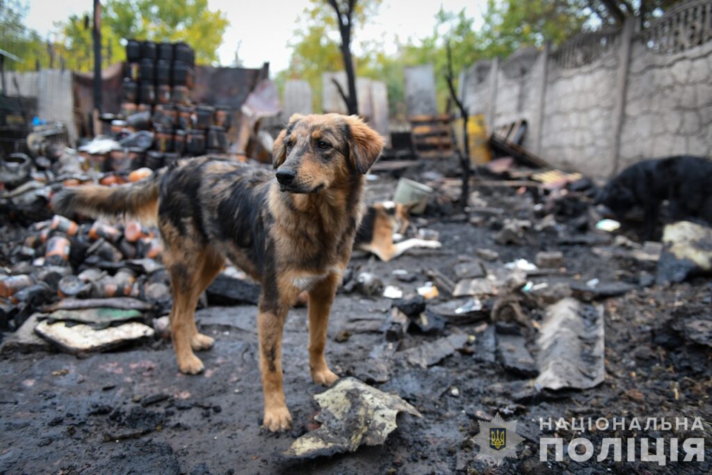 У селищі Новослобідка сталася пожежа в притулку для собак.