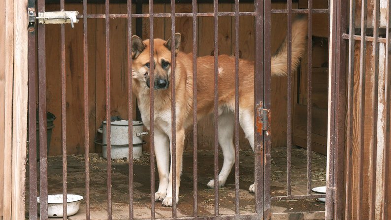 До запорізького притулку доставили пса Чокі з численними ножовими пораненнями