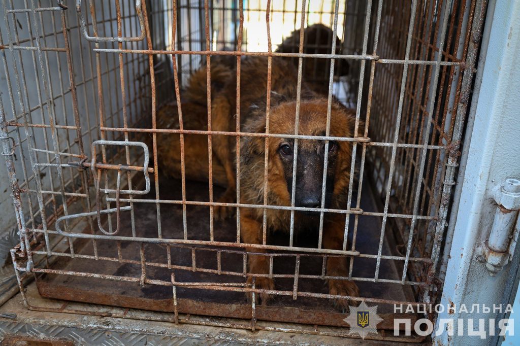 Житель Запоріжжя утримував 30 собак в однокімнатній квартирі