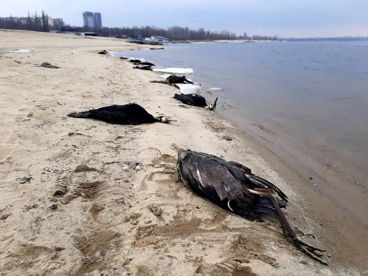 В Запорожье проверили воду в Днепре после массовой гибели птиц: какой результат