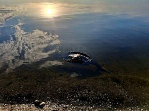 В поліції розпочали перевірку щодо масового мору птахів у Запоріжжі